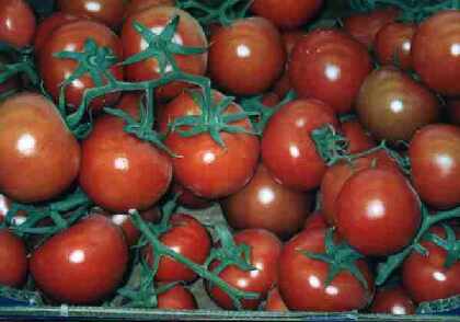 Cetin Ticaret :: Obst & Gemüse