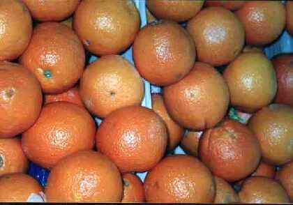 Cetin Ticaret :: Obst & Gemüse